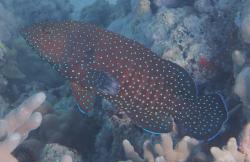 Blue-spotted grouper